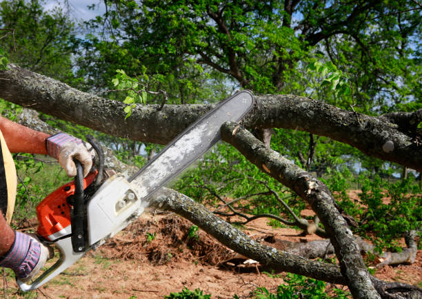 How Our Tree Care Process Works  in  Berkeley Lake, GA